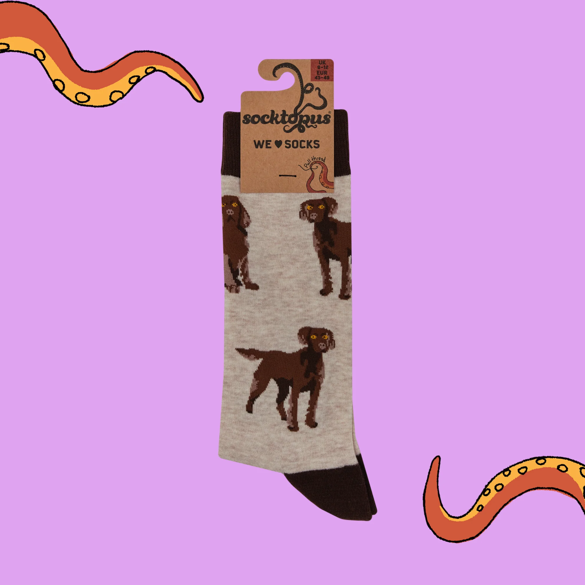Chocolate Spaniel Socks - Span au Chocolat - Image 7